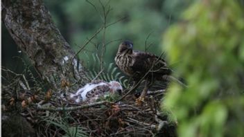 Decreasing Population, Javanese Eagle Is Born Again On Mount Salak