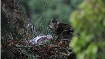 人口減少、ジャワワシはサラク山に生まれ変わる