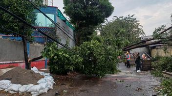タムハットジャクバル事務所は、犠牲者を食べないように倒木の可能性をカットします