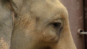 公开研究 动物福利在动物旅游的激情背后被忽视