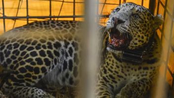 YPI Records 6,320 Illegal Wildlife Trades Worth IDR 452 Million In West Kalimantan During 2019-2021