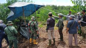 Harimau Diduga Tewaskan Pekerja Konsesi di Pelalawan Riau Masuk Perangkap BBKSDA  