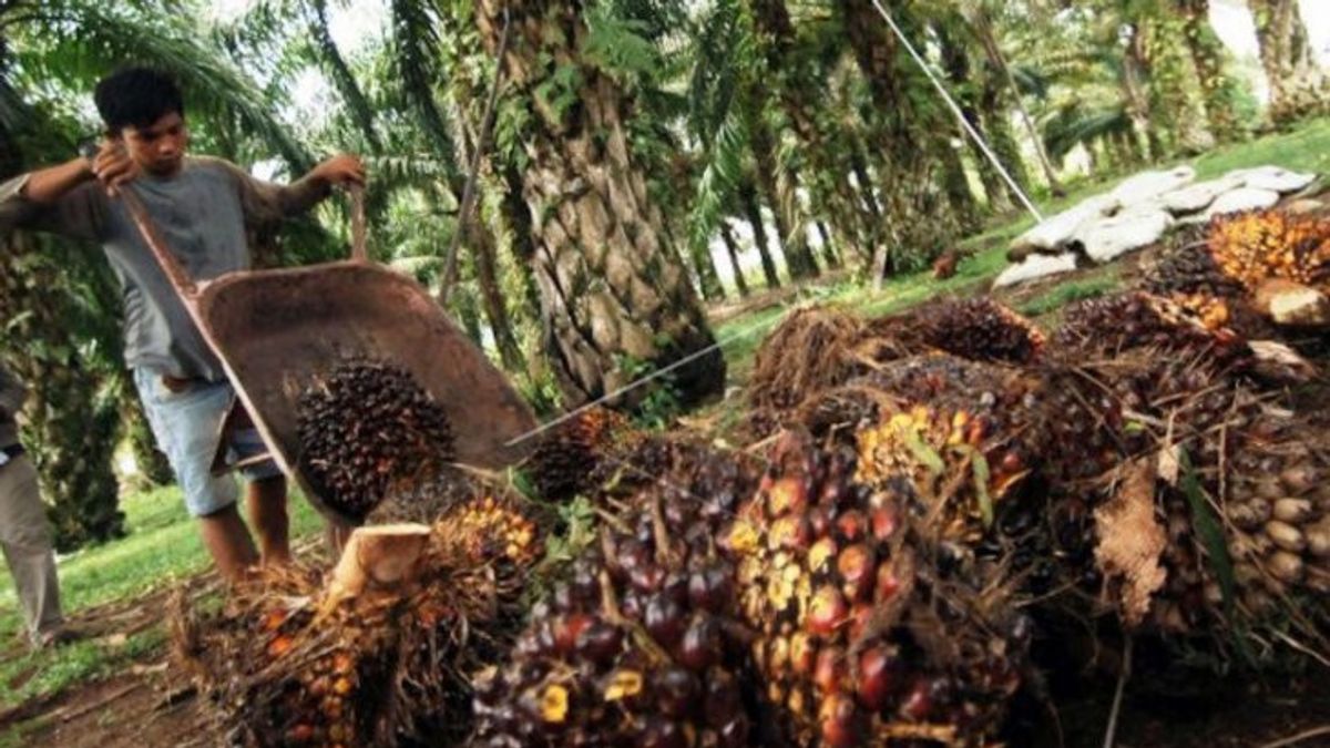 Apkasindo Appreciates Prabowo's Statement About Palm Oil