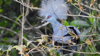 A Total Of 37 Papuan Endemic Birds Released In The Forest Area Of TNI AL Sorong Fleet III Command Headquarters