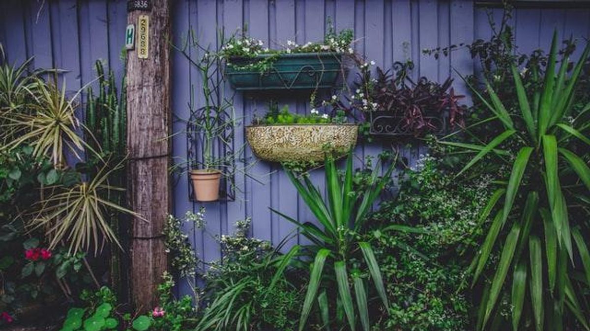 Ingin Rumah Nyaman dan Adem tapi Lahan Terbatas? Coba dengan Kreasi Vertical Garden