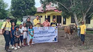 NHM Disburses 66 Sacrificial Cows for Residents of the Gosowong Mining Circle