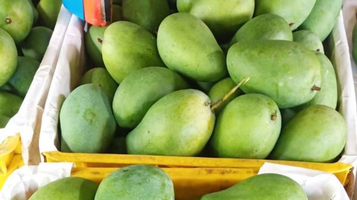 1.3 Tons of East Java Avomango Exported to Singapore