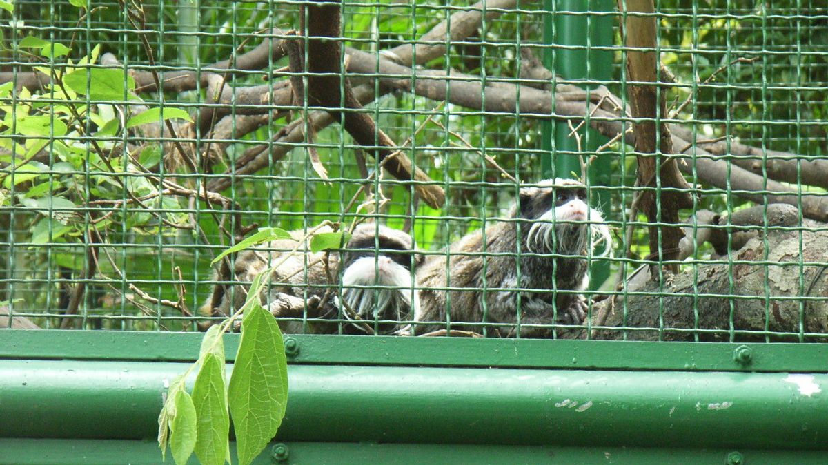 11匹のサルd 香港動物園が細菌感染で死亡