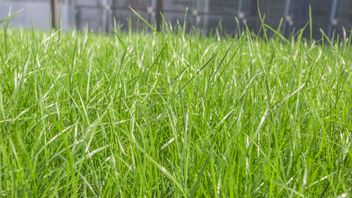 Mengenal 5 Manfaat Rumput Belulang untuk Kesehatan, Apa Saja? 