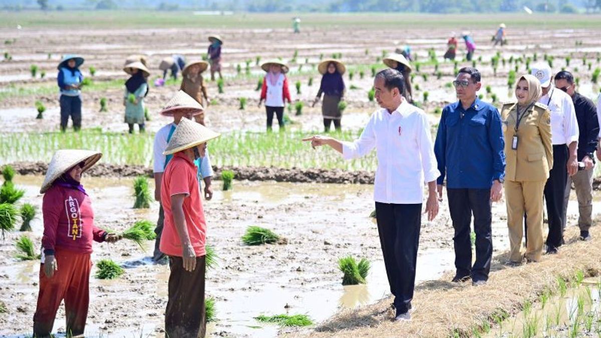 Répondre aux plaintes des agriculteurs, Jokowi Janji augmenter des subventions pour l’ fertilisant dans le centre de la pauvreté