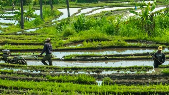 BPS: Sektor Pertanian Masih Tangguh di Tengah Tekanan Pandemi COVID-19