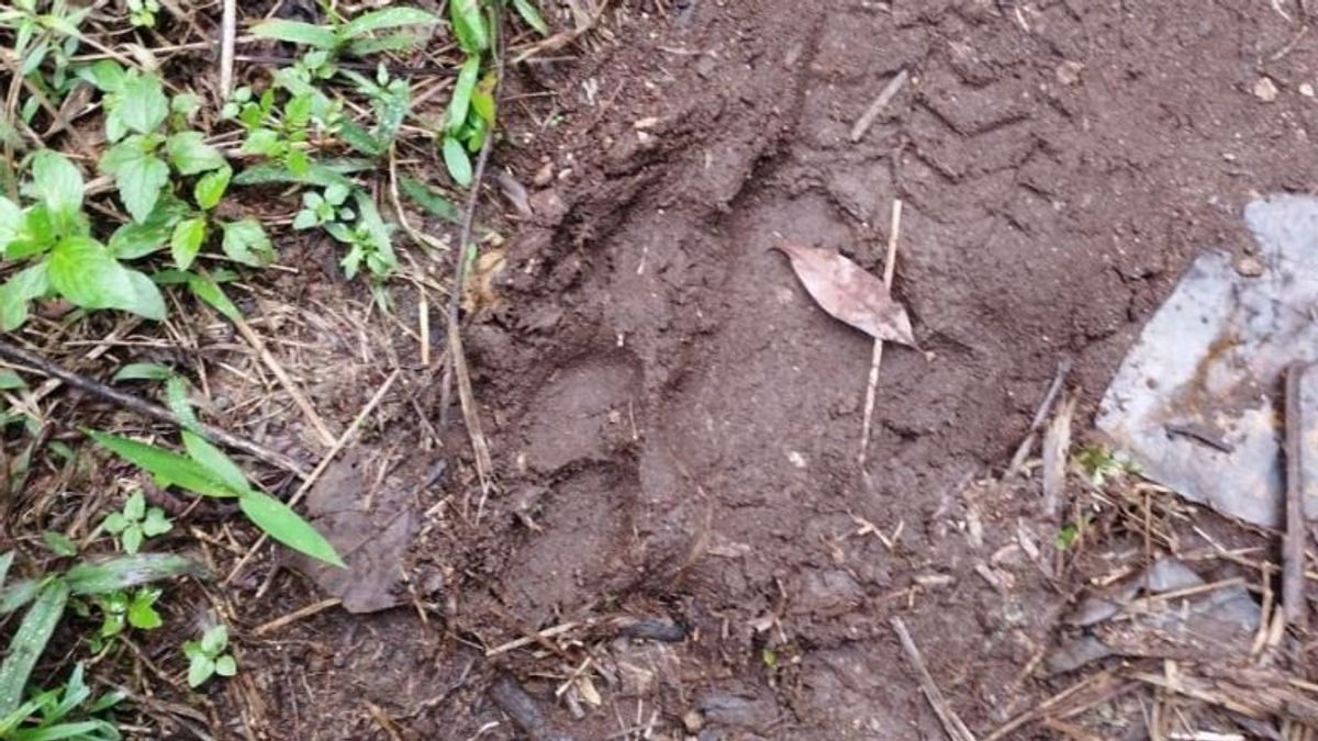 ソロクで見つかったトラの足跡、近くに2匹の死んだ犬