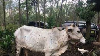 数十頭の家畜がカンパールリアウ州で突然死亡、地域長官は獣医師に原因を見つけるよう命じる