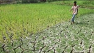 梳邦干旱数千公顷的稻田
