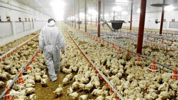 نصائح لاختيار مزارعي دجاج بيتلور لأفضل تكبير أو إنتاج للبيض