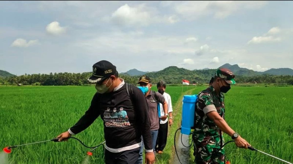 Berita Kulon Progo: Pemkab Lakukan Gerakan Pengendalian OPT di Temon