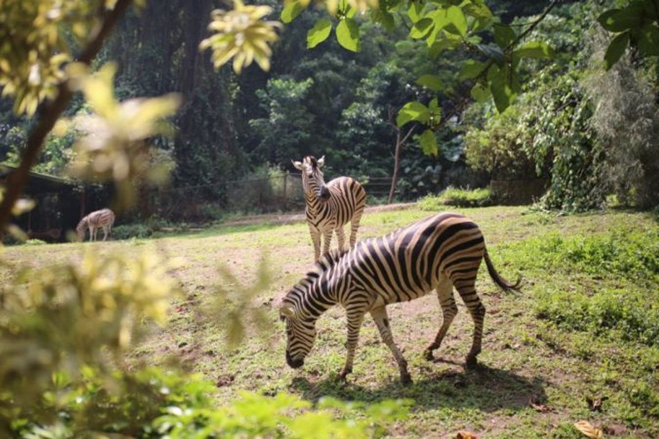 ウォルコット・エマ・スマルナは、バンドン動物園は改造されないと強調した