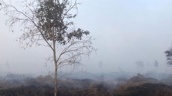 Perkara Pembakaran Hutan dan Lahan di Jambi, KLHK Apresiasi Putusan MA Hukum PT Kaswari Unggul Rp25 M