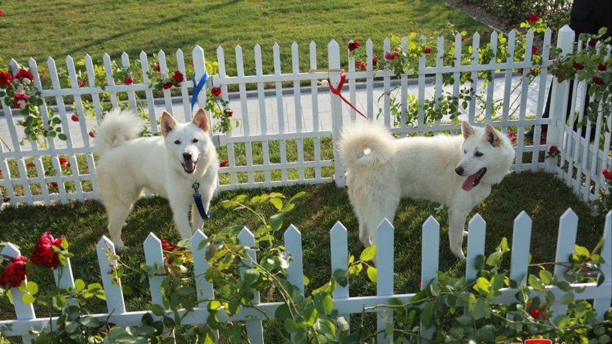 Kim Jong Un Berikan Sepasang Anjing Pungsan untuk Putin