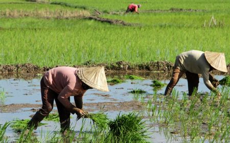 Nilai Tukar Petani Lampung Juni 2024 Naik 3,91 Persen