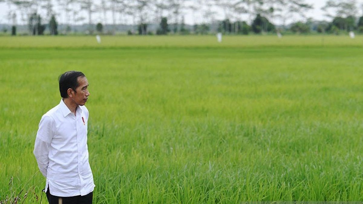 Jokowi Calls National Food Production Undisturbed Despite Being Affected By El Nino