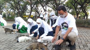 Kasih Makan Kucing Liar, Gubernur Anies: Rayakan Cinta Kasih untuk Kucing dan Anjing