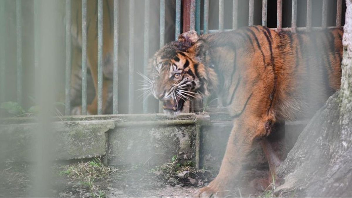 Puti Malabin Kembali ke Alam Liar,  KLHK Lepas Liar Harimau Sumatera di Rimbang Baling!
