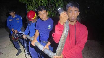 Pacitan Firefighters Evacuate King Cobra From Residents' Houses