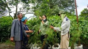 Kelompok Tani Kopi Sihaporas Dapat Bantuan 350 Batang Pohon
