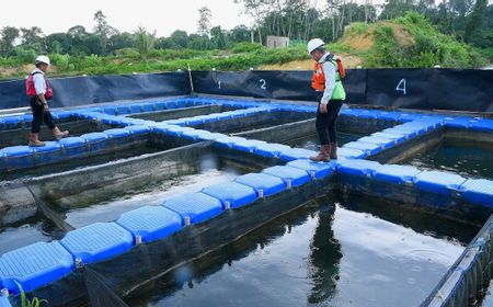 Intip Program pascatambang Berau Coal, dari Peternakan Kambing hingga Lapangan Golf