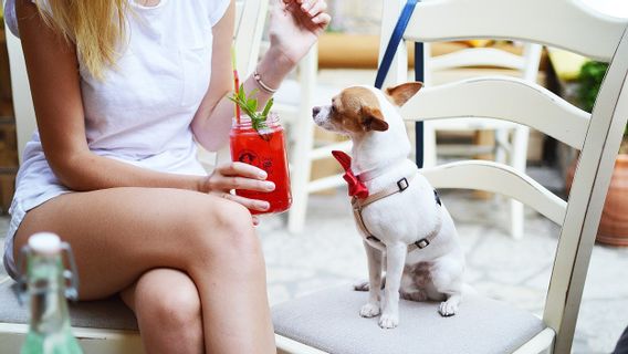 金浦空港は、スイミングプールの遊び場を備えた犬のケアのためのホテルサービスを開始します