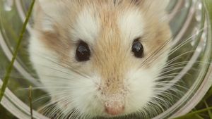 Penelitian Menggunakan Hamster Suriah Ungkap Kemanjuran Obat Maag Ranitidine untuk COVID-19