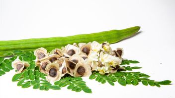 According To Research, This Is The Reason Why Moringa Leaves Can Help Healthy Liver