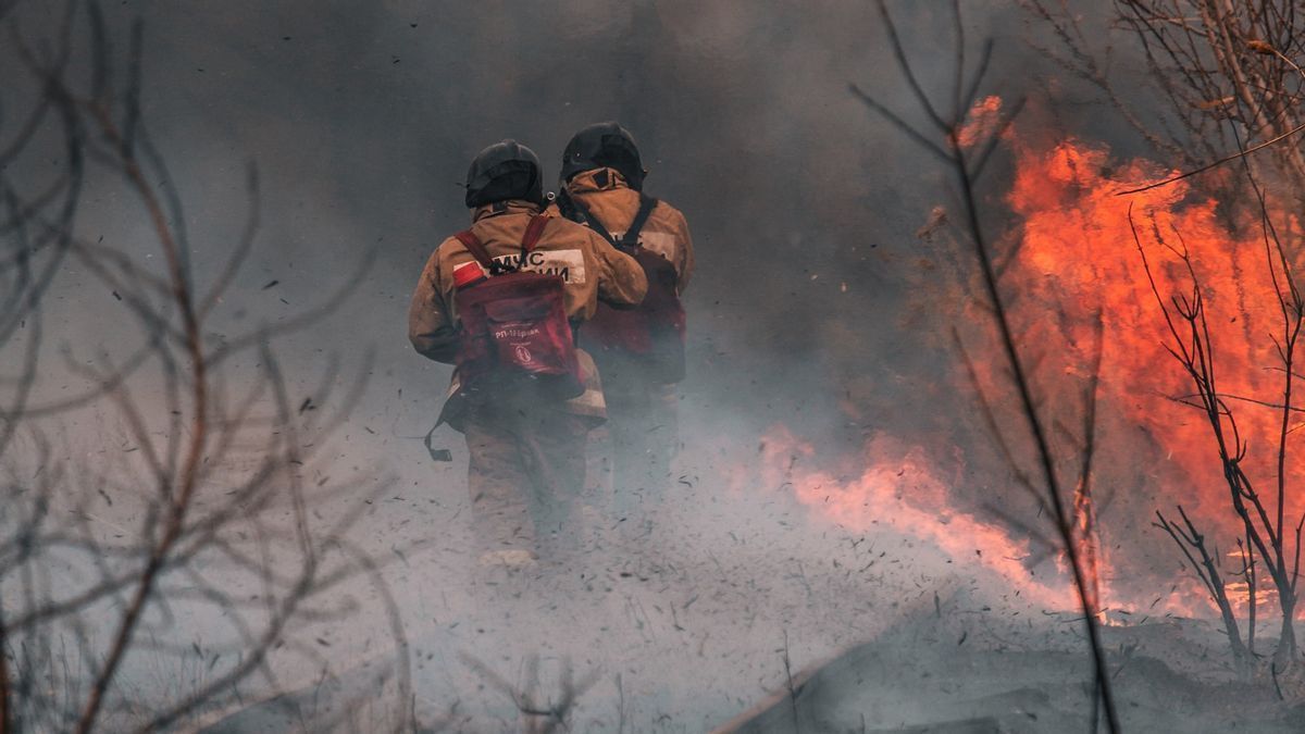 Non Seulement Soumis à Des Sanctions Sur Les Feux De Forêt Et De Terre, Le Conseil Demande Au Gouvernement De Se Concentrer Sur La Restauration Des Forêts