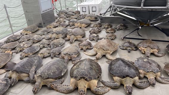 吹雪と異常気象のために、何千ものウミガメが失神し、テキサス州に避難しています