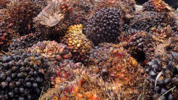 Great Potential for the Palm Oil Industry to Apply a Circular Economy Model