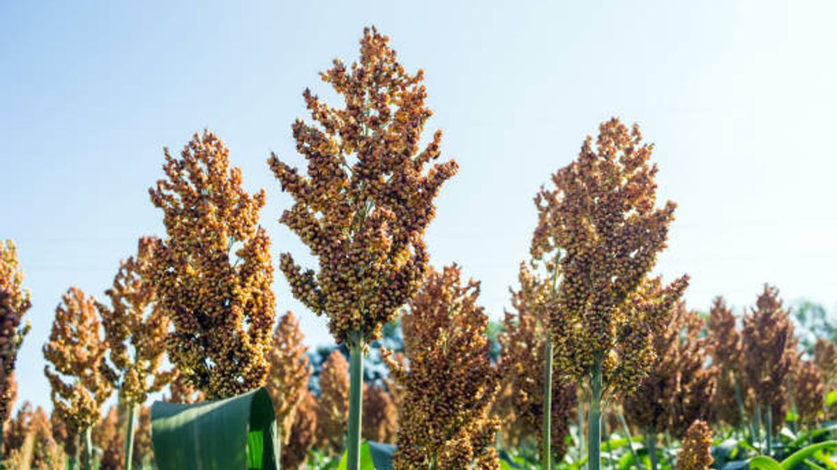 So Multi-Use Plants, This Is The Nutrient Value Contained In Sorghum