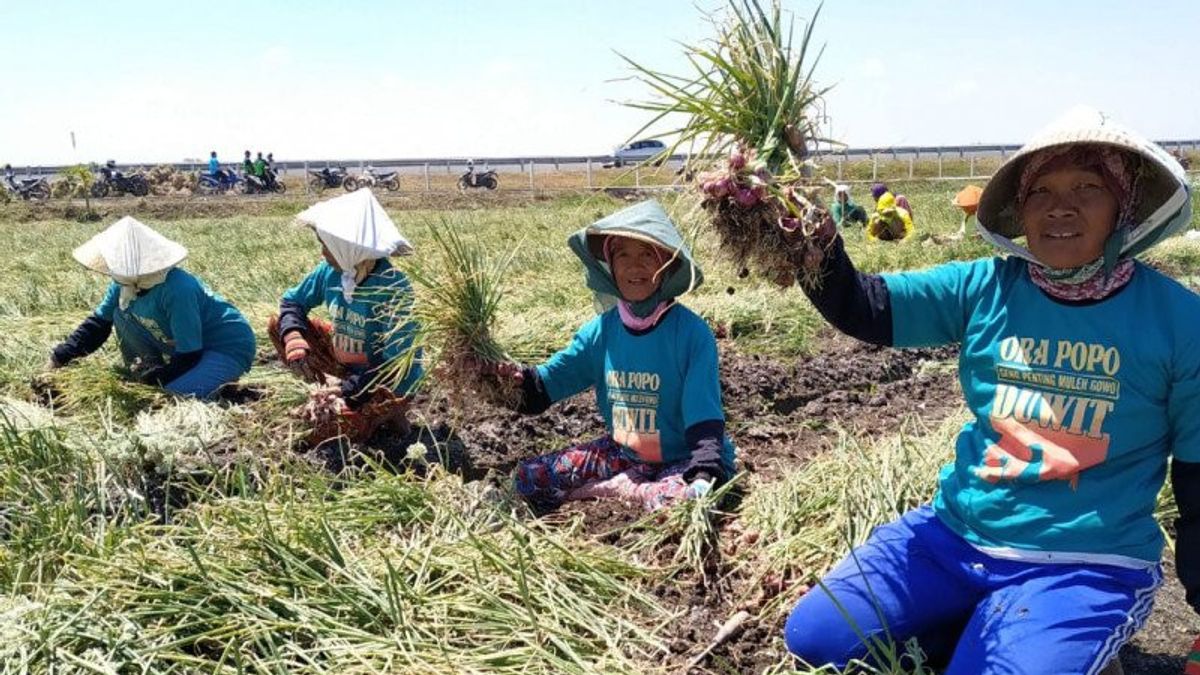 Dinas Pertanian OKU Distribusikan 1,5 Ton Bawang Merah kepada Kelompok Tani di Sosoh Buay Rayap