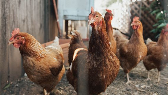 Bejat, Pria Ini Berhubungan Seks dengan Ayam dan Divideokan Istrinya