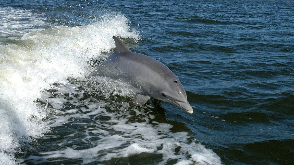 Dolphin Attacks On Central Japan Beach Increase, 18 People Injured This Summer