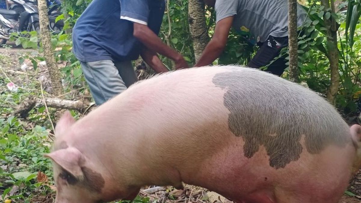 1,582 Pigs In Parigi Moutong, Central Sulawesi Died Suddenly Exposed To The ASF Virus