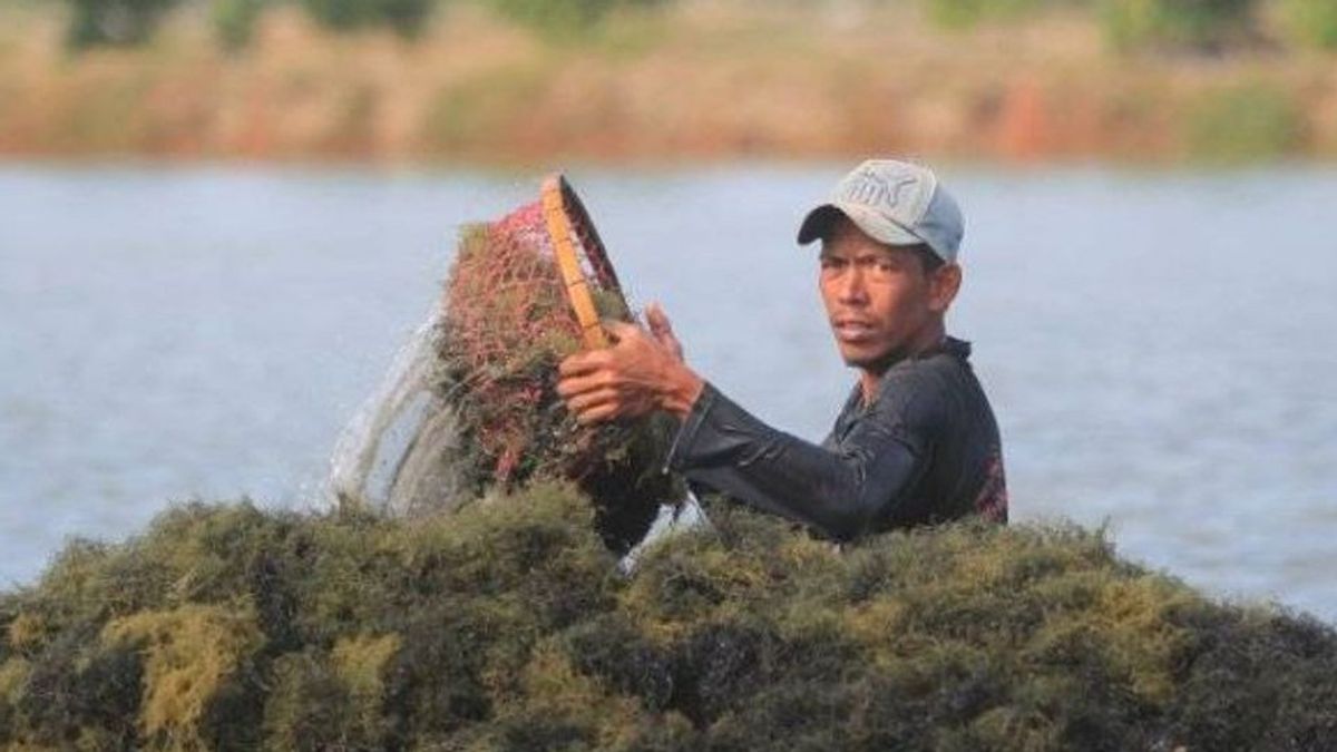 グリーンゴールドのダウンストリームとその利点は何ですか、インドネシア海域の豊富なカルン宝物
