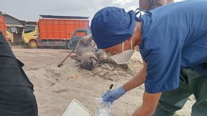 Des centaines de carreaux d’OKI de Sumatra du Sud sont soudainement mortes par le virus Se