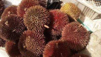カリマンタンの森の果物は試す価値があります、そのうちの1つはこれです!