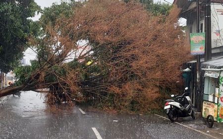 Pohon Besar Tumbang di Puri Beta, Akses Jalan Tangerang-Jakarta Terputus