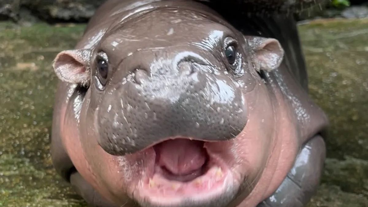 Le bébé hippopotame pygmée Moo Deng a des millions de fans, mais son gardien est inquiet.