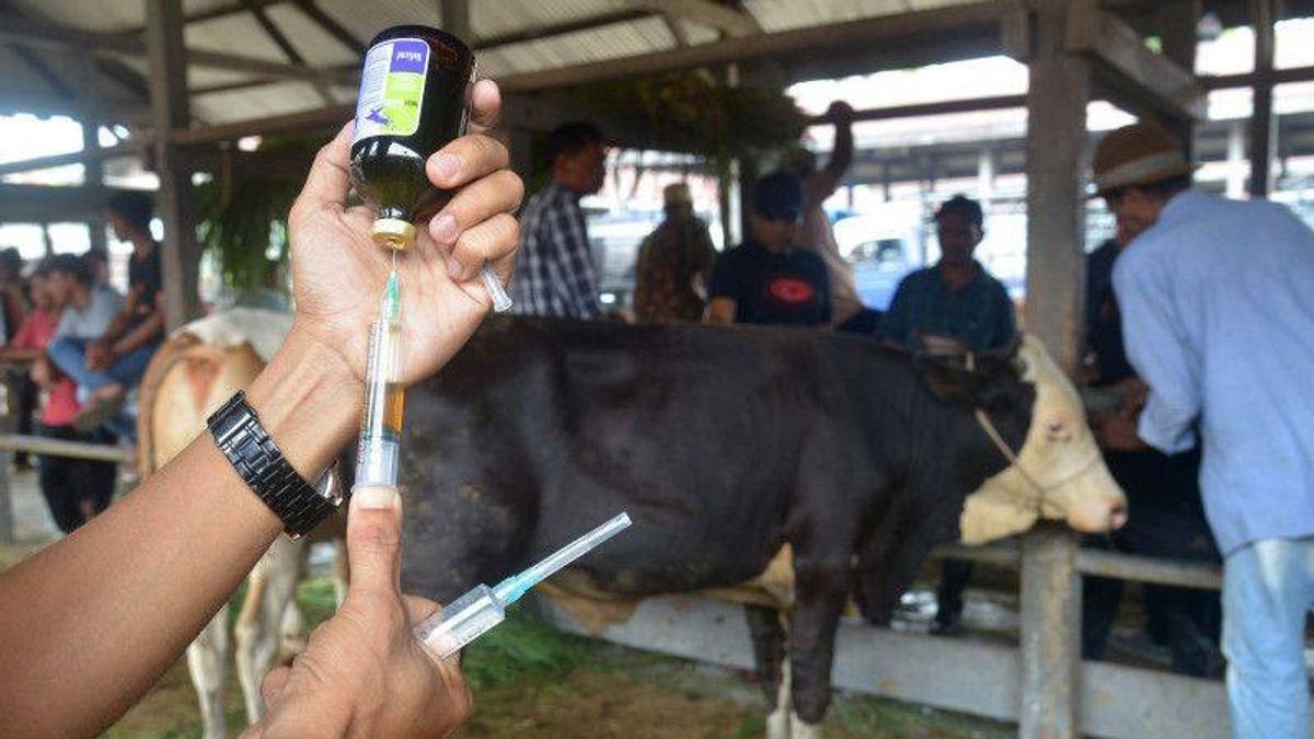 90,000 Doses Of LSD Vaccine Ready To Be Distributed To Prevent Cattlepox Transmission In West Java
