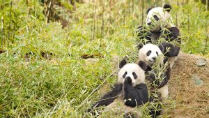 China Keluarkan Panda Raksasa dari Daftar Terancam Punah, Dihantui Perubahan Iklim