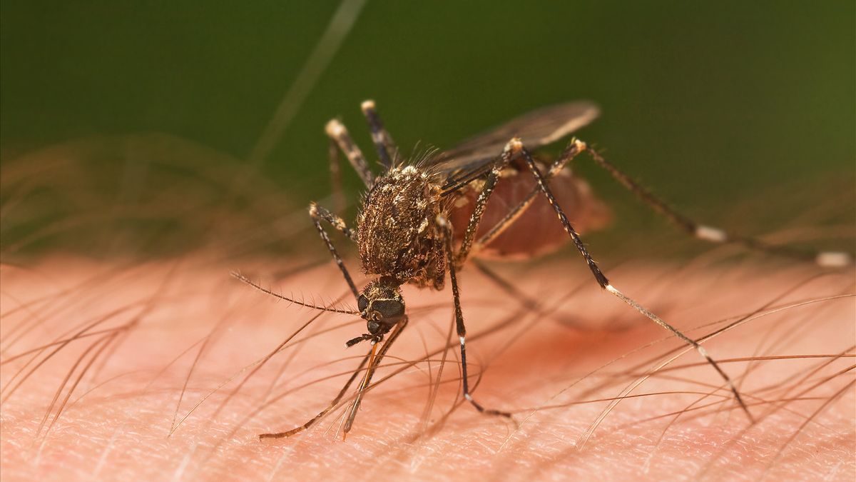 Dozens Of Dead And Hundreds Of Others Infected With West Nile Virus In Israel Since June