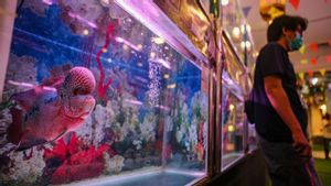 Bantu UMKM Tembus Pasar Global, Pemerintah Gelar Kontes Ikan Hias Internasional